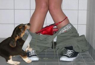 The dog is ripping into her dainty unmentionables as quickly as your gonna click this link to my random gallery.
