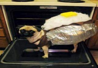Well what else do you do with a pug?