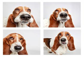 The Humane Society of Utah teamed up with photographer Guinnevere Shuster to create these fun photo booth style portraits of dogs to help get them adopted. It is a huge success. Look at their faces! I know it makes me want to give them a home.