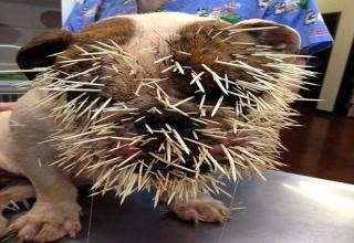 Bulldog spiked with 500 quills after porcupine attack - Gallery | eBaum ...