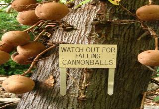Cannonball Tree