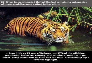 23 Tiger Facts You Should Know! - Gallery | eBaum's World