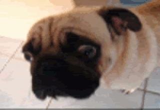 A Gallery of Pug Gifs - Gallery | eBaum's World