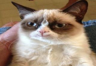 It even made grumpy cat crack a smile!