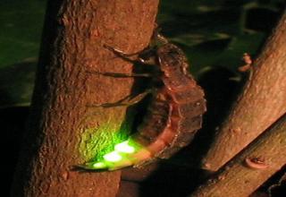 Bioluminescence At It's Best - Animals & Nature Gallery | eBaum's World