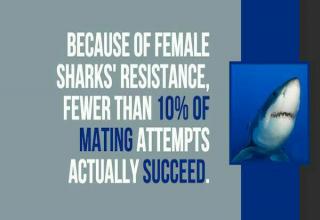 Interesting facts that will surely get you pumped for shark week!