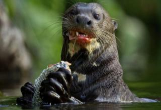 Otter Killing and eating an alligator ?!?!