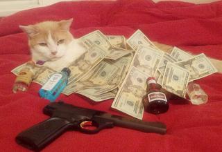 Cats and money