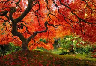 Amazing trees and groups of trees from around the world.