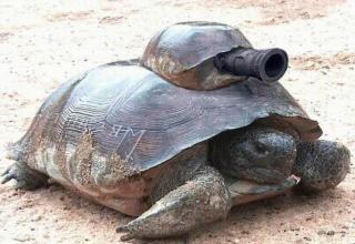 Turtles kick-ass