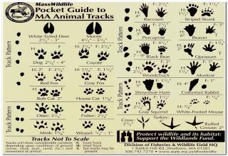 Animal Informative Posters - Gallery | eBaum's World