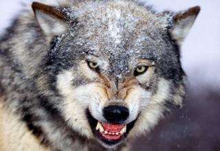 Some pretty kickass photos of wolfs.