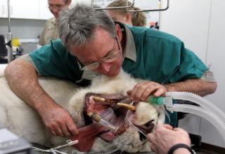 Dentists giving a lion and tiger a root canal