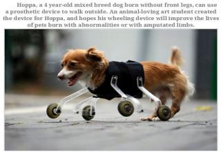 Handicapped animals and their inspirational stories