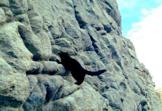 This cat climbs mountains and even has his own harness.