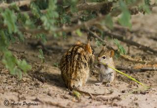 25 Adorable Animal Parenting Moments - Animals & Nature Gallery 