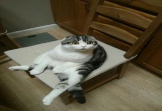 A gallery of cats sitting in odd positions