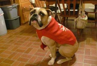 18 dogs that don't care much for their owners taste in sweaters