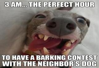 The finest dog logic gallery on the internet