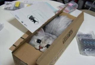 These 15 cats prove that no space is too small