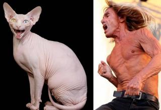 Check out all 20 of these amazing shape-shifting cats below