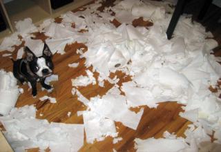 Check out these 19 pups that are having a great time destroying their humans property.