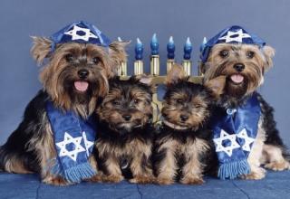 Dogs that also like being Jewish.