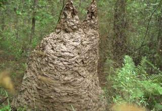 30 Scary Wasp and Wasp Nest Images! - Gallery | eBaum's World