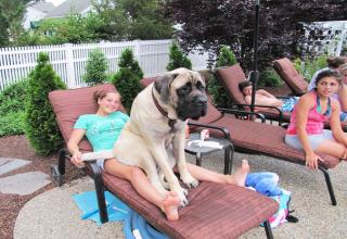 Huge Dogs Who Don’t Realize How Big They Are