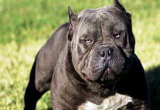25 most dangerous dog breeds focuses on the potential of a dog to cause serious injury to a victim. It is important to note however that most dogs are bred with the desire to please their masters. Thus most incidents involving dogs stem from improper training and harsh ownership.