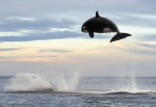 While Chasing A Dolphin...This killer whale was photographed attacking a bottle-nose dolphin off the coast of Mexico. Photographer Christopher Swann, who captured the incredible photos, said: “The Orca killer whale raced around after the dolphin at full speed for two hours.”..