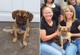 Earl, an extraordinarily grumpy-looking puggle is not putting up with any of your crap. Or at least that’s how it looks… His owner, Derek Bloomfield, says that Earl is sweet and perfectly healthy – his expression is the result of an underbite.