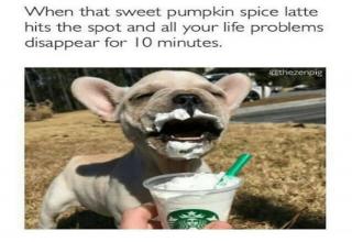 45 Pumpkin Spice Memes You Are So Ready For - Funny Gallery | eBaum's World