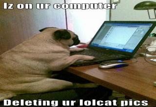 pug on computer - Picture | eBaum's World