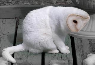 These cat-and-owl hybrids born out of Photoshop. Meowls can have the head of a cat and the body of an owl, or vice versa....
