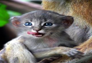 Frankenstein artist Sarah Lee DeRememer photoshops faces of kittens on to monkeys bodies - with unsettling results...