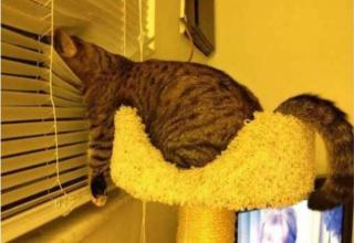 Photos that will prove to you that cats can be comfortable in every kind of weird position, hanging from a hanger, inside a sink, under a dog and even in a boot...