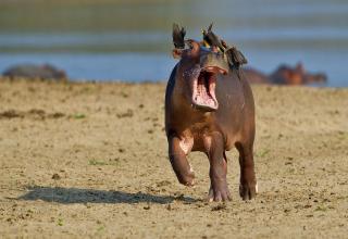This is the hilarious moment a terrified baby hippo ran screaming for its mom when a flock of bird landed on its back in South Luangwa National Park in Zambia...