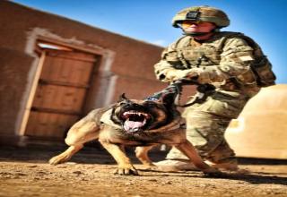 Military Working dogs - Gallery | eBaum's World