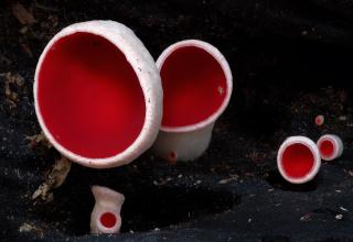 The only way these mushrooms could be creepier is if they could sense fear. Photos by <a href="http://ebaum.it/1lY9P9h" target="_blank">Steve Axford</a>.