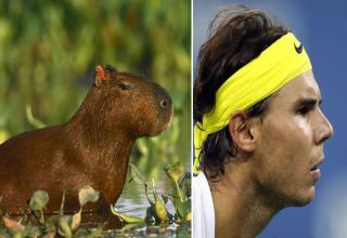 I'd be intimidated too if I was competing against a capybara that knew how to play tennis.