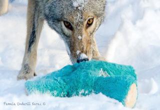 This woman caught photos of a wild coyote having a ball with one of her dog's toys.
