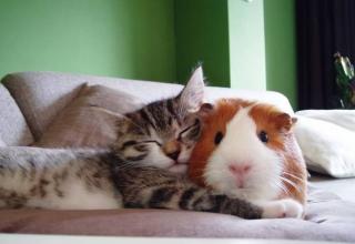Animals are cute, but unlikely animal friendships are a cuteness overload.