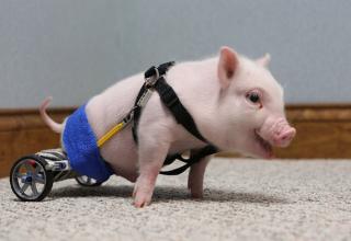 Various mechanical prosthesis that animals who are injured or impaired can use