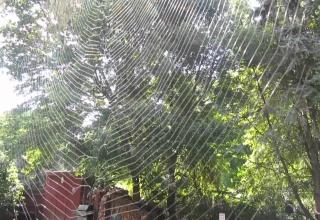 WORLD'S STRONGEST SPIDER WEBS - Gallery | eBaum's World