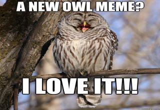 A bunch of Owl Memes, awesome bird!