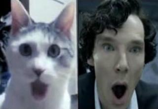 Cats who look like famous people