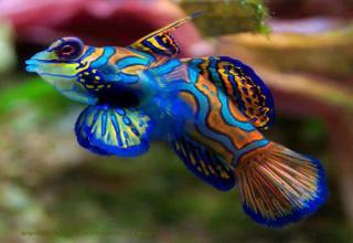 amazing crazy cool animals!! - Gallery | eBaum's World