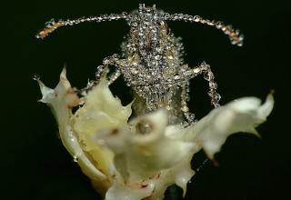 These are marvelous photos of insects covered in morning dew.....