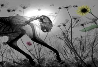 Arie van't Riet uses a series of duel X-ray cameras to capture flowers, plants and small animals in living dioramas. The x-rays are then finished and colorized in Photoshop...